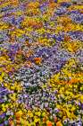 USA, Oregon. Flower display in mass of colorful Violas Art Print